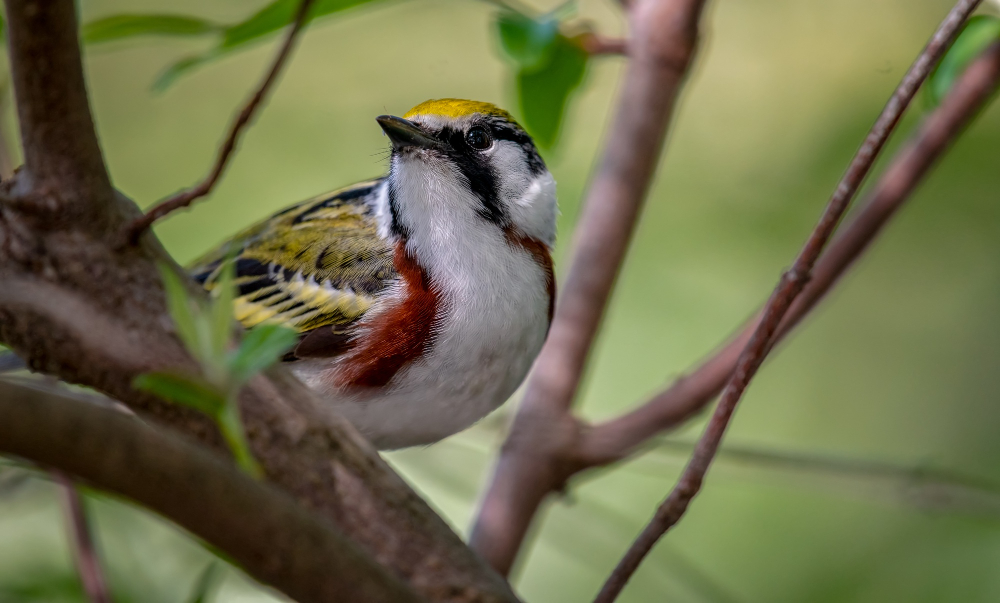 Bird Watching