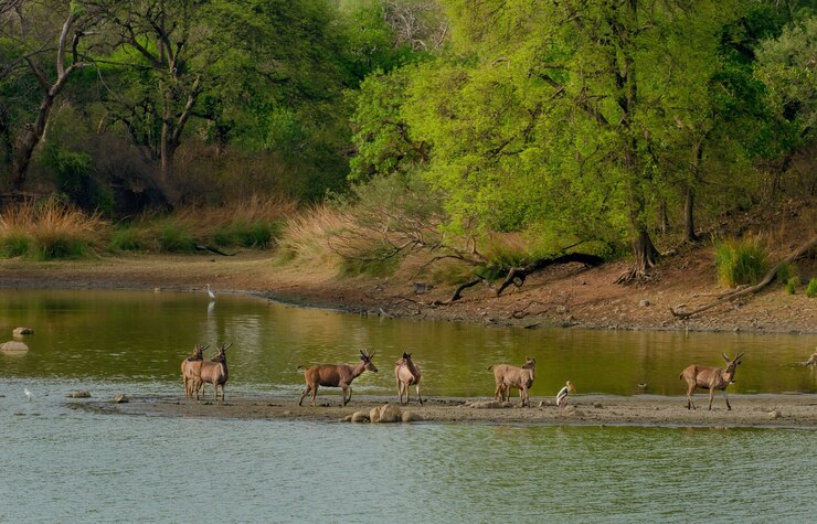 The Great Migration – Nature’s Grandest Show - Tanzania Wildlife Safari fun fact