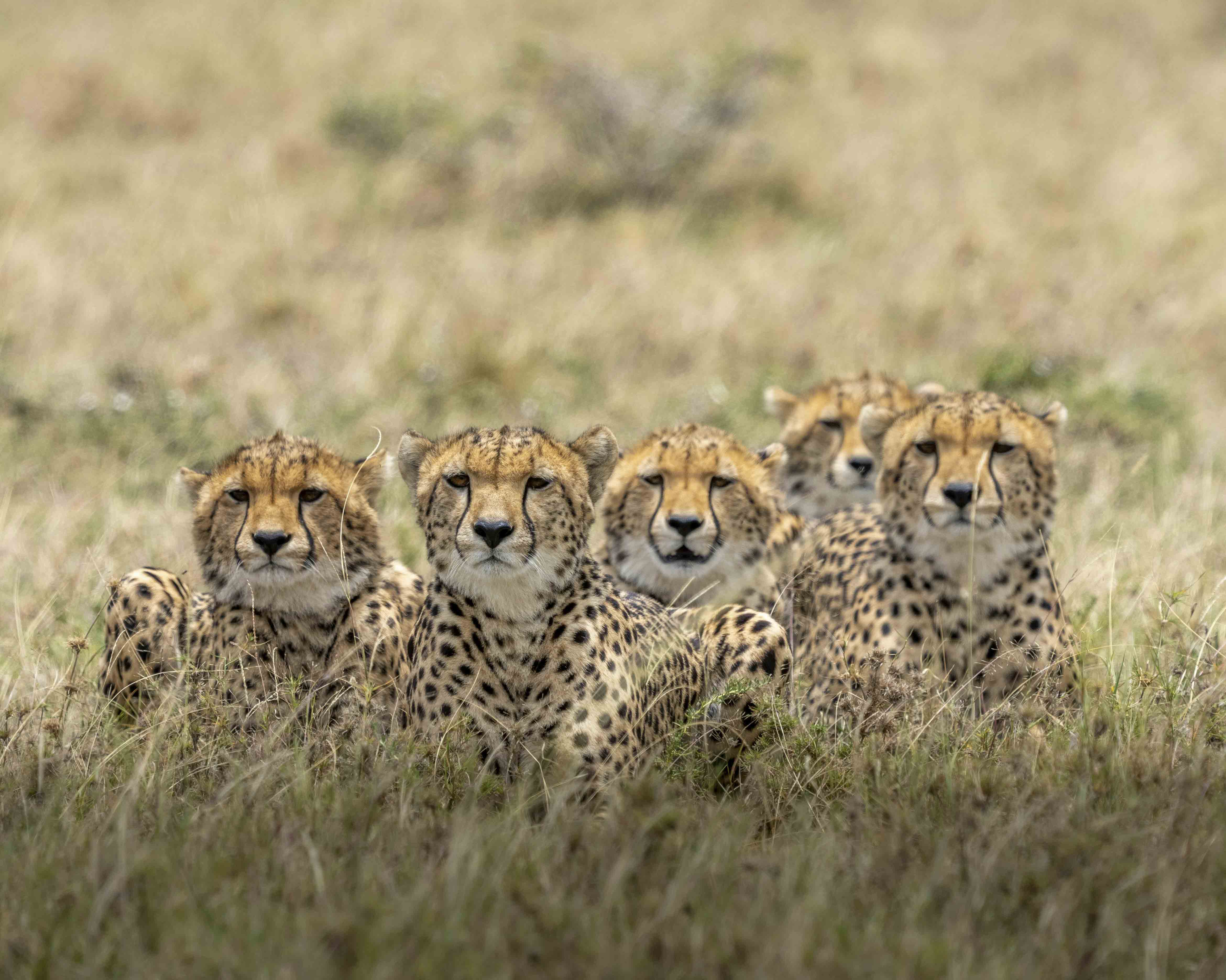 The Natural Wonder of Ngorongoro Crater - ngorongoro fun fact