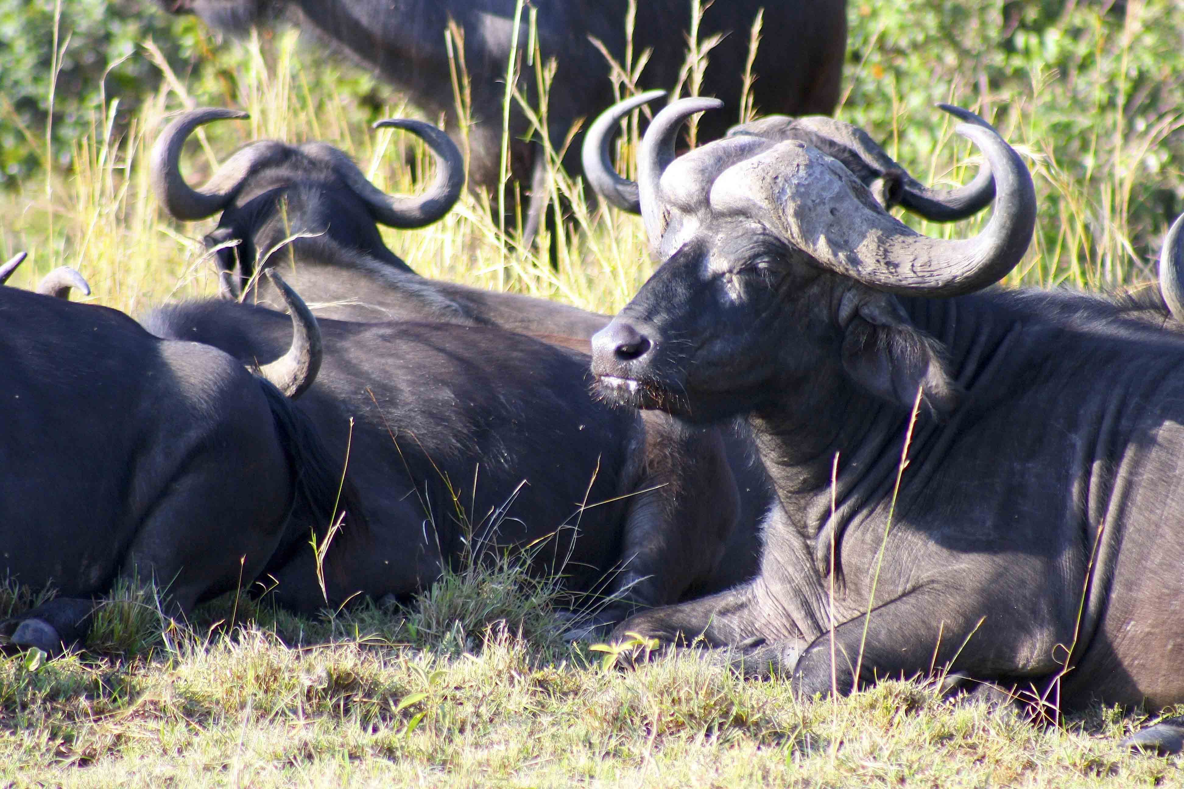 Home of the Great Migration - Serengeti fun fact