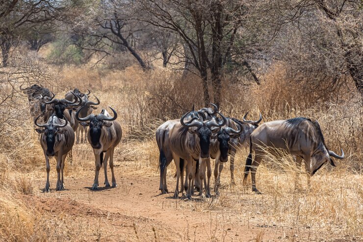 Wildebeest Seasonal Migration - Tarangire fun fact