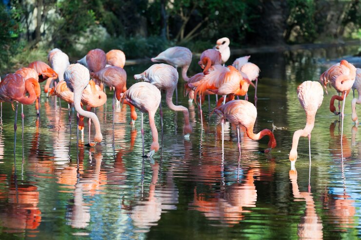 Tanzania Wildlife Safari destination in Tanzania