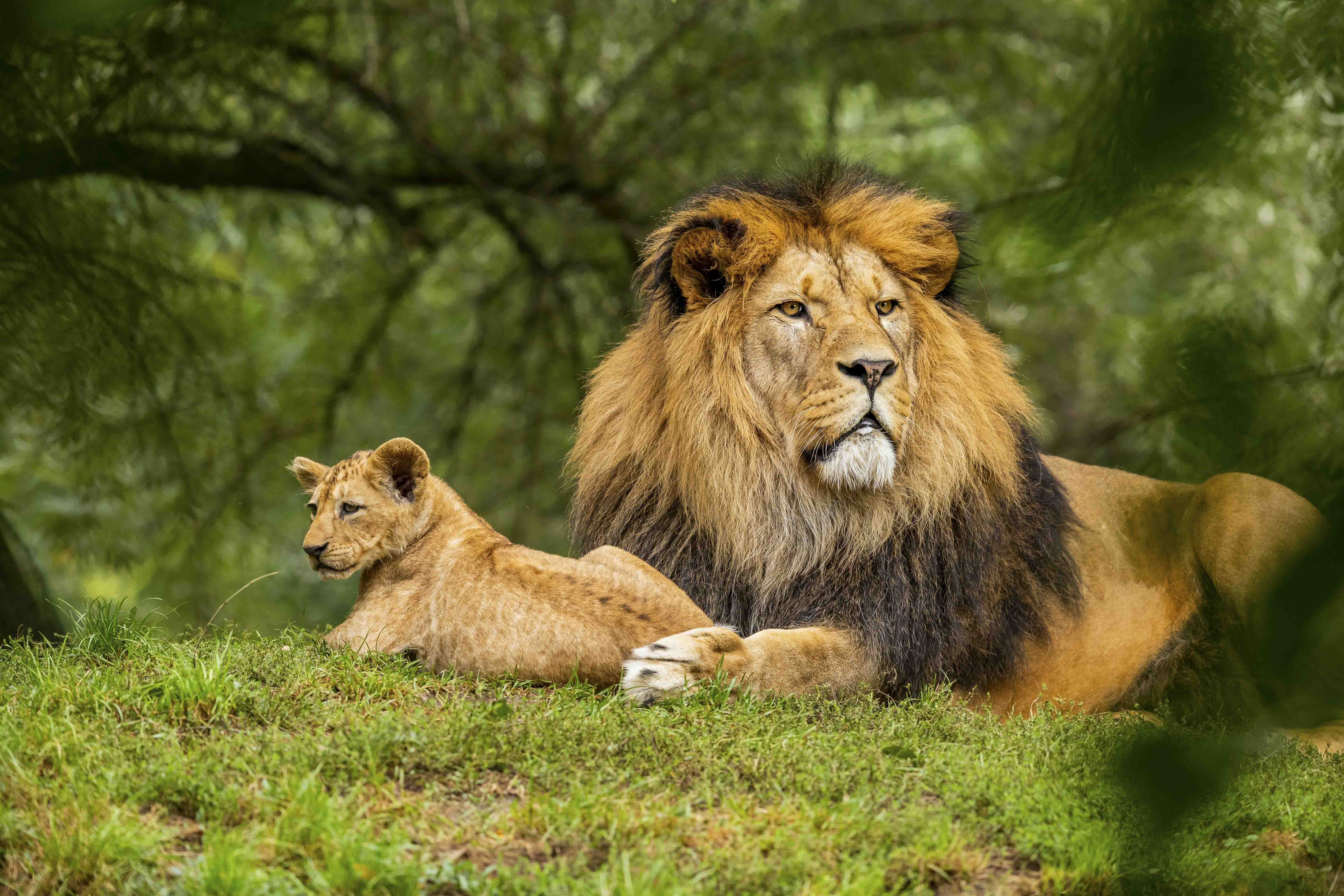 Serengeti destination in Tanzania