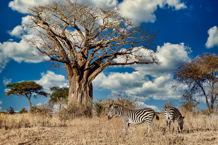 Tarangire destination in Tanzania