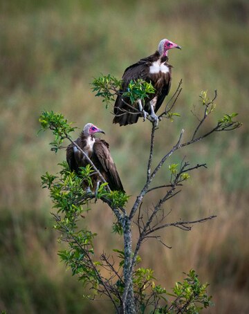 Psalmsadventure Destination, Tanzania Wildlife Safari
