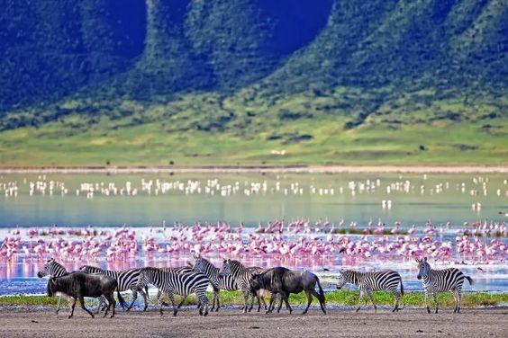 Psalmsadventure Destination, ngorongoro 
