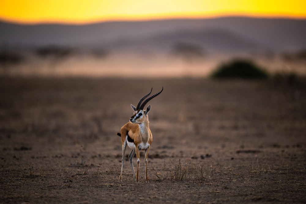 Psalmsadventure Destination, Serengeti