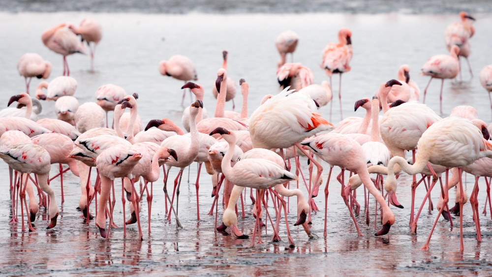 Flamingos