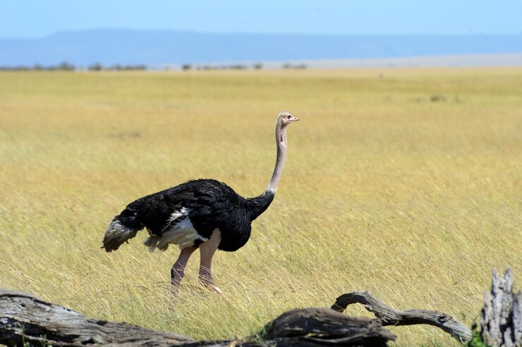 Ostriches