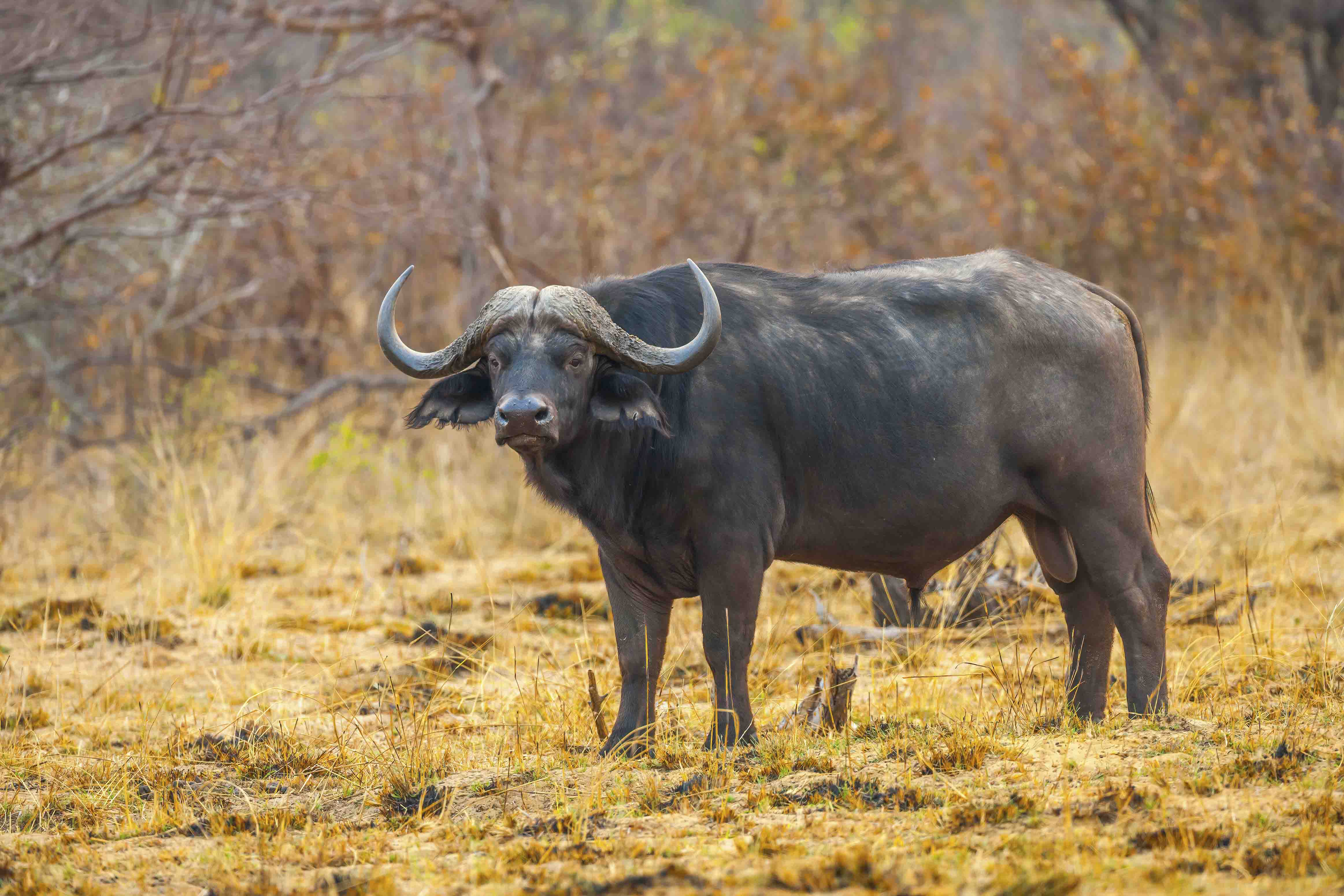 Buffalo