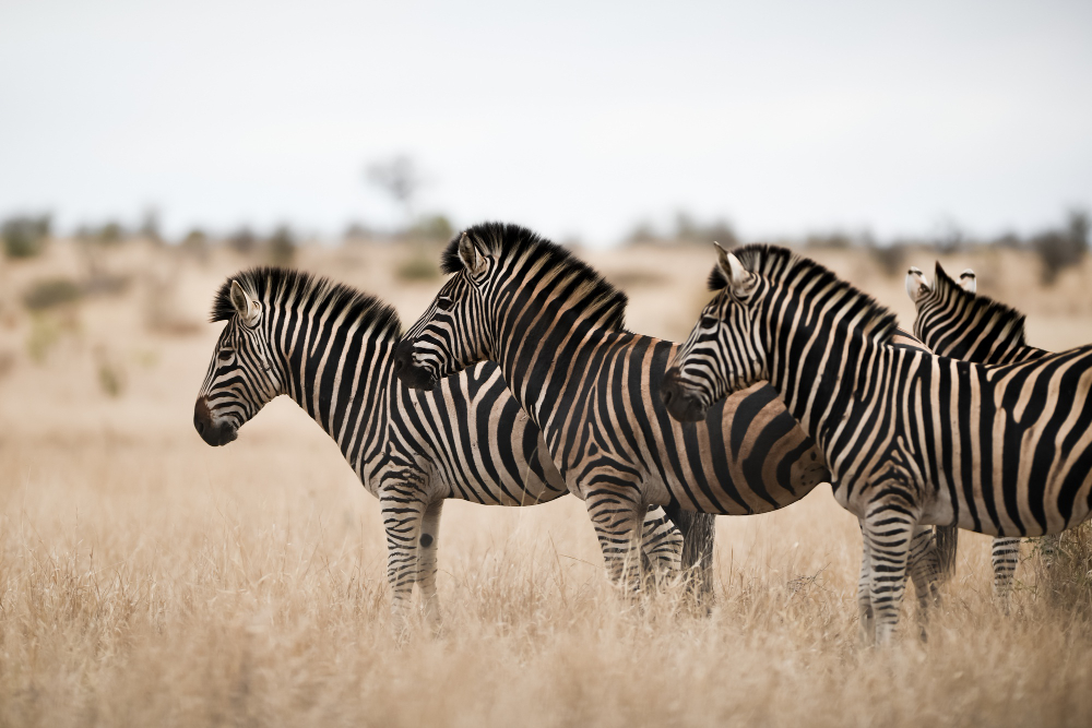 zebra