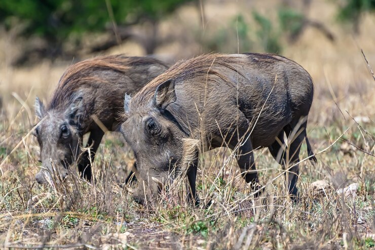 Warthogs