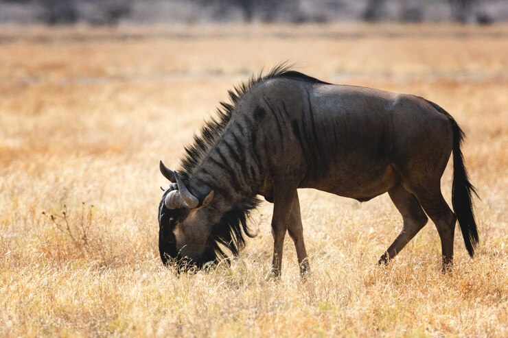 Wildebeests
