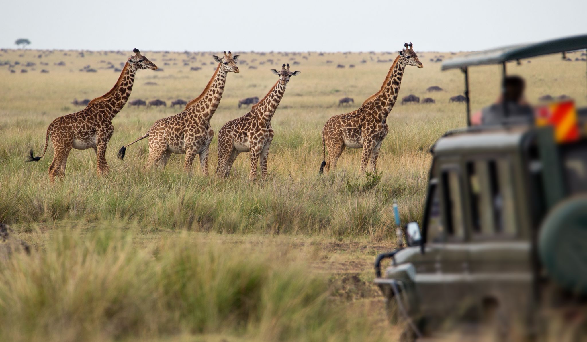 Budget Tanzania Safari gallery photo 2
