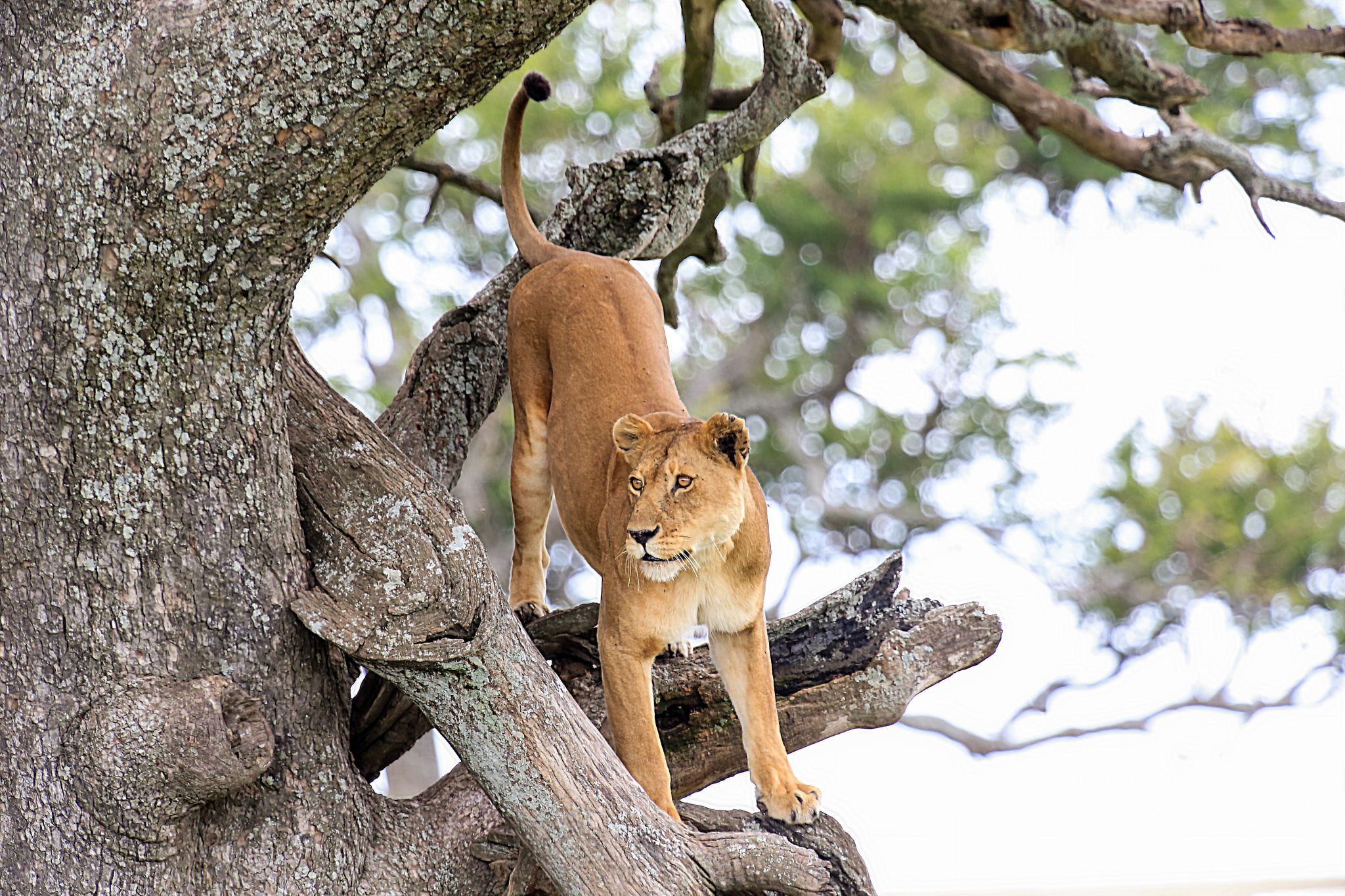 Budget Tanzania Safari gallery photo 4