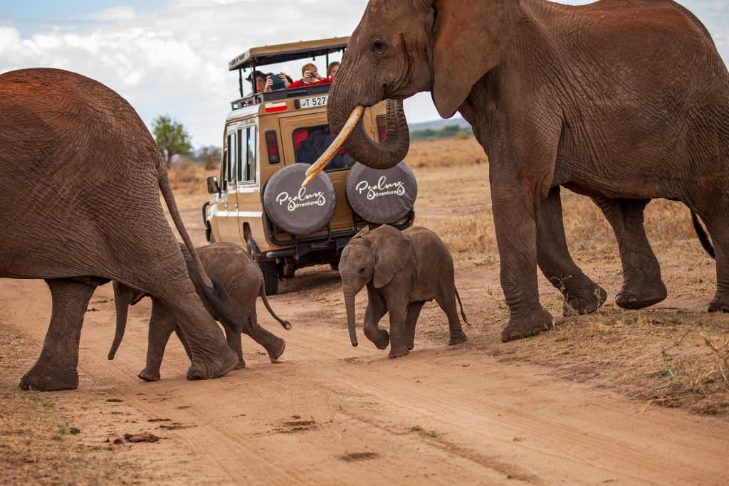 About us - Psalms Adventures Tanzania safari
