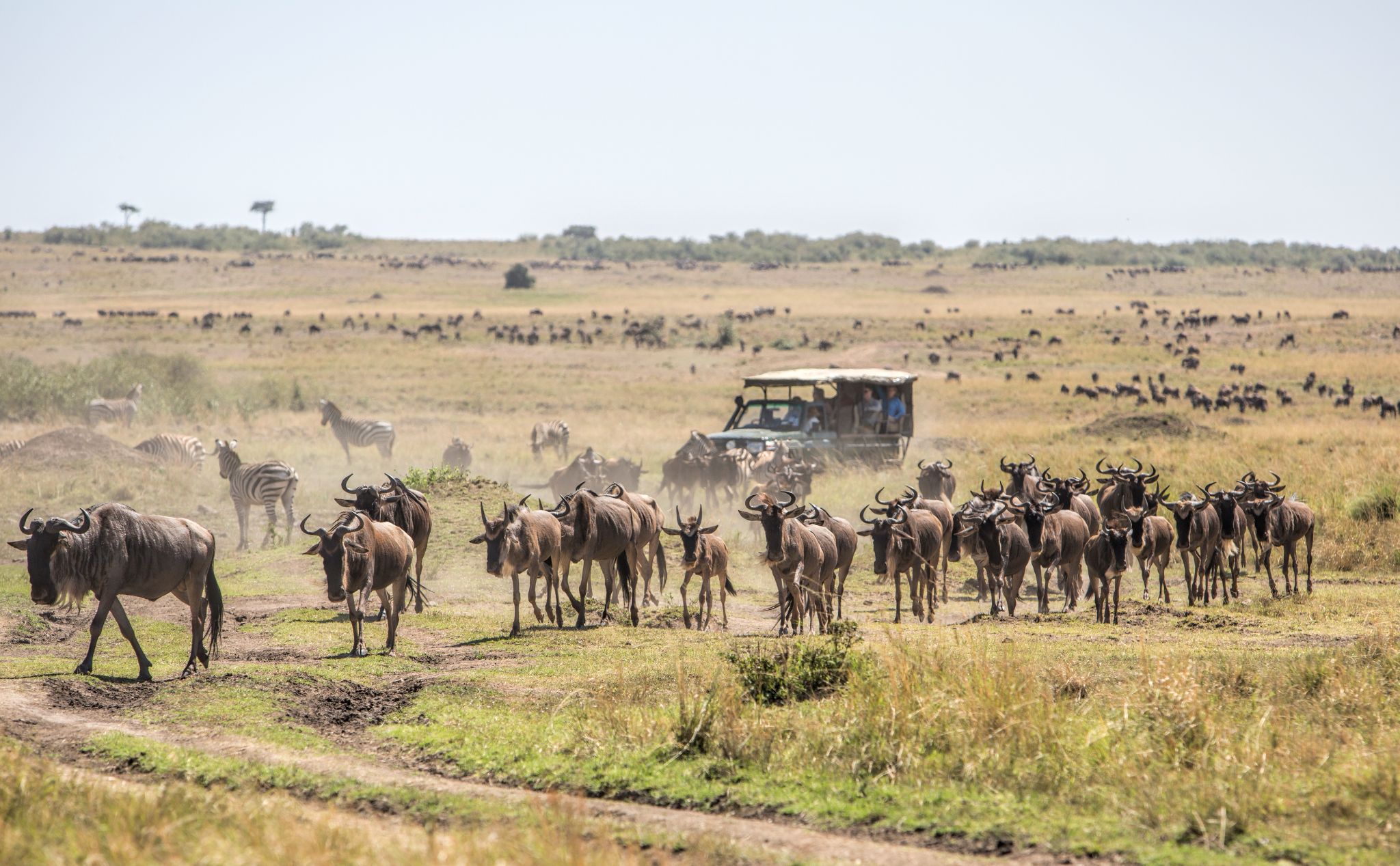 Tanzania safari landscape with wildlife at golden hour