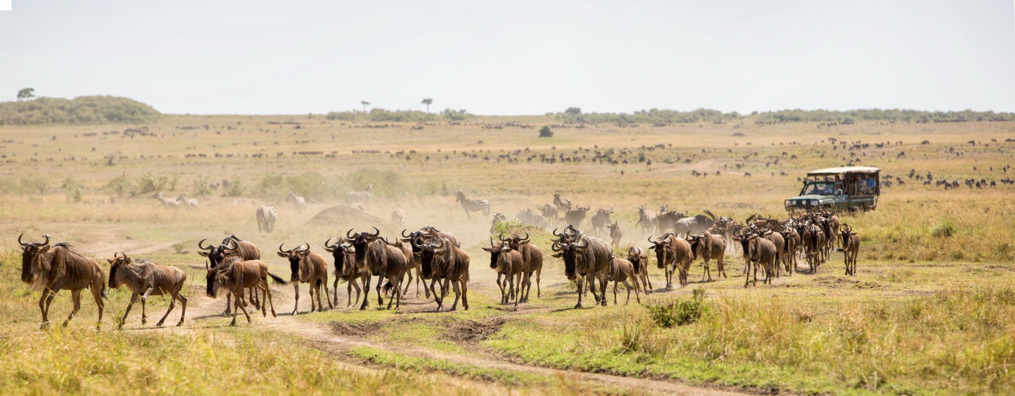 Safari Packages - Psalms Adventures Tanzania safari