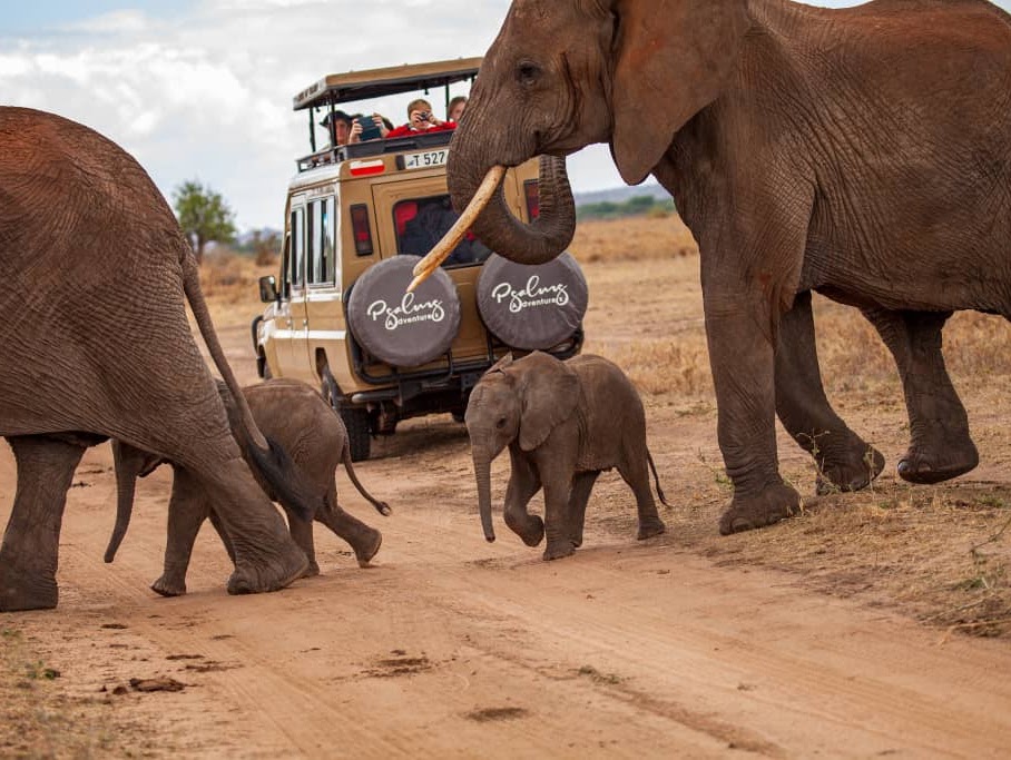 Wildlife on the Road