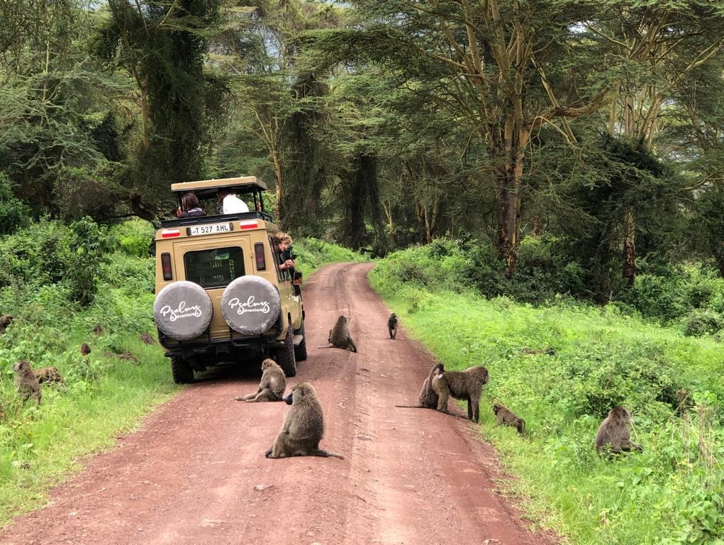Elephants on Safari