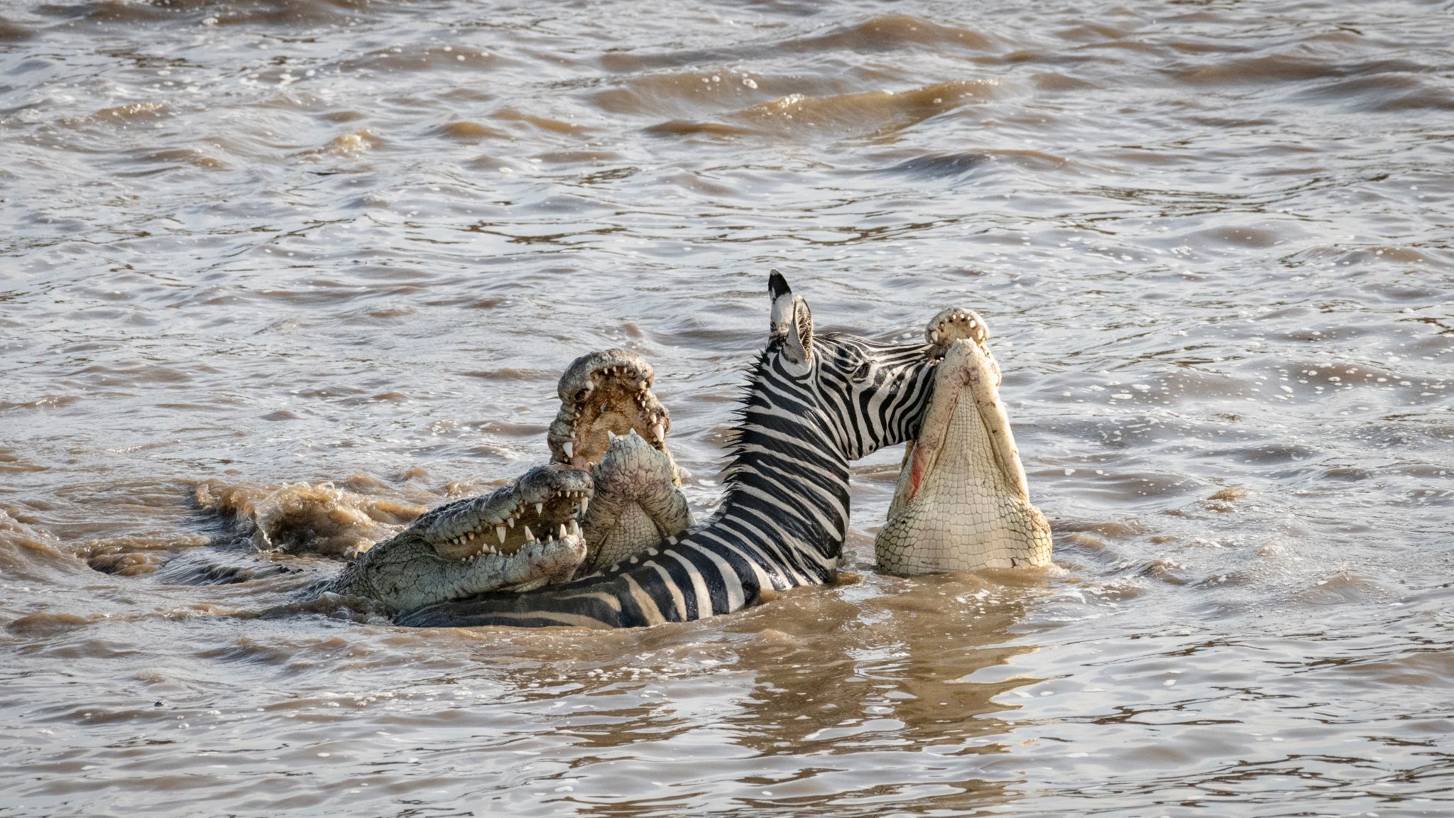 14-day Tanzania and Zanzibar Safari safari package in Tanzania