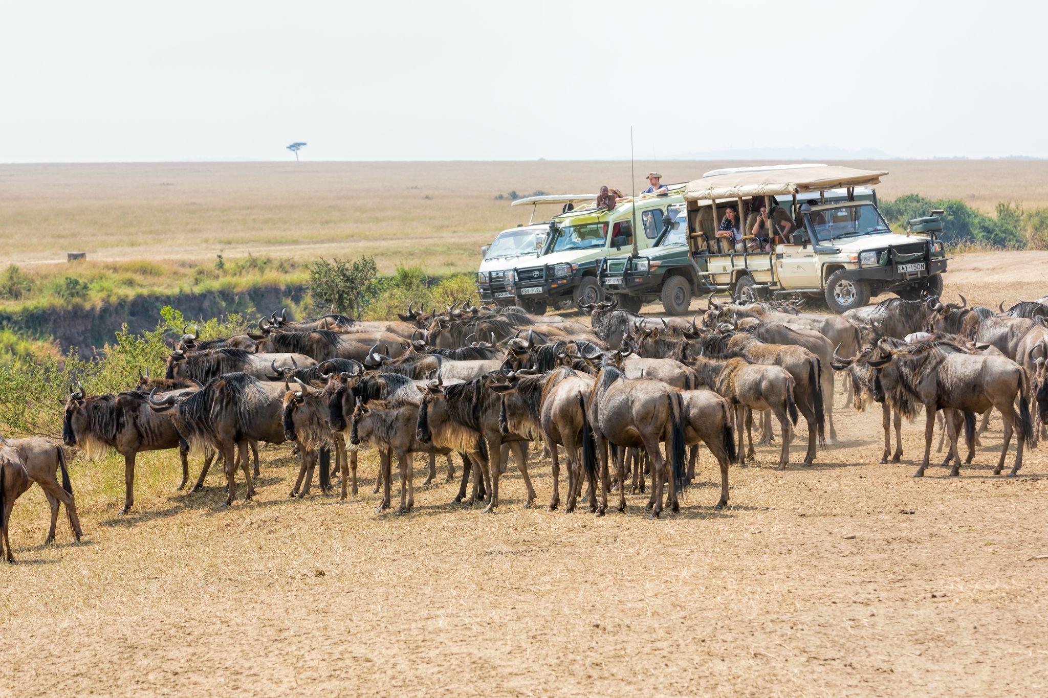 3-day Budget Tanzania Safari safari package in Tanzania