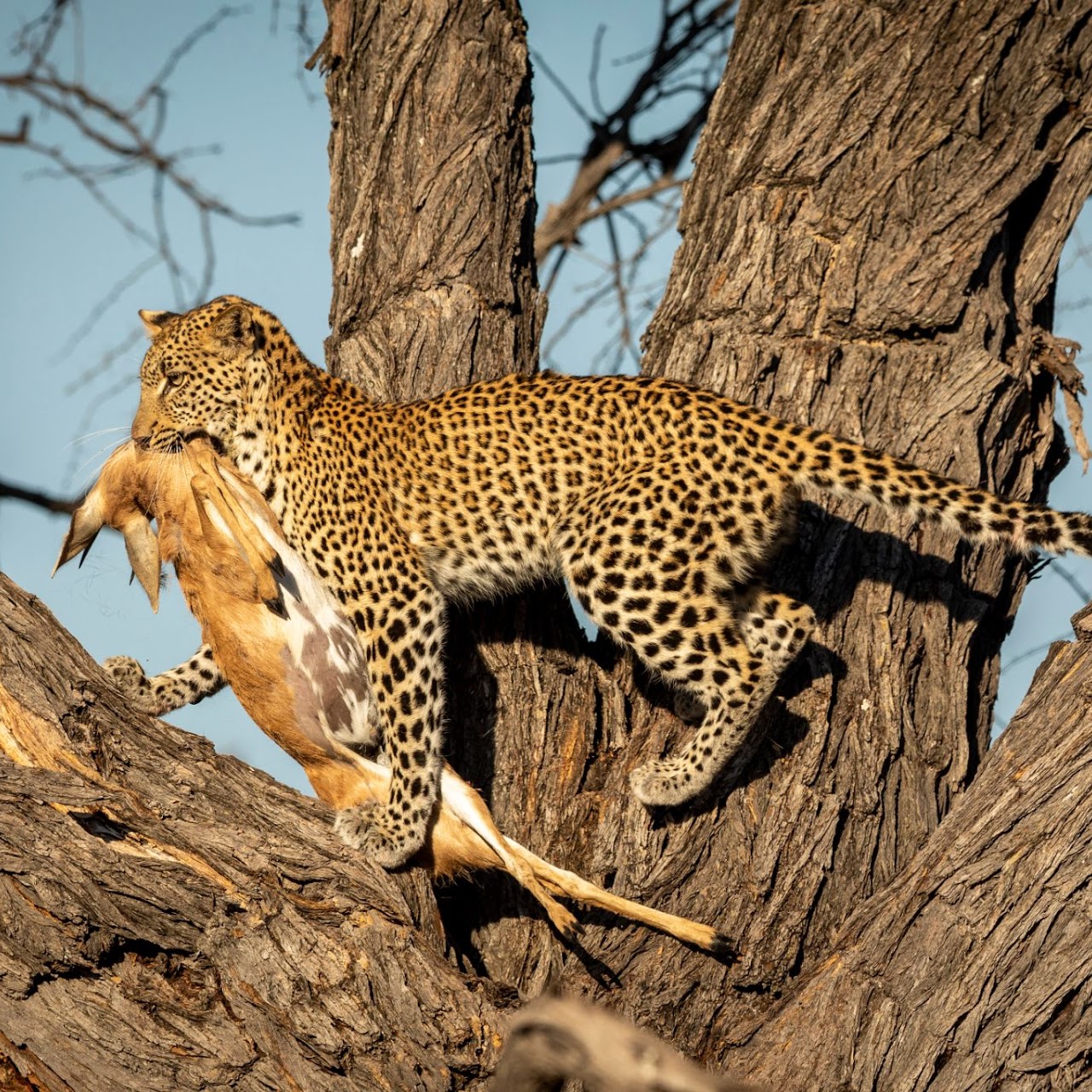 4 Days Budget Tanzania Safari, Psalmsadventure