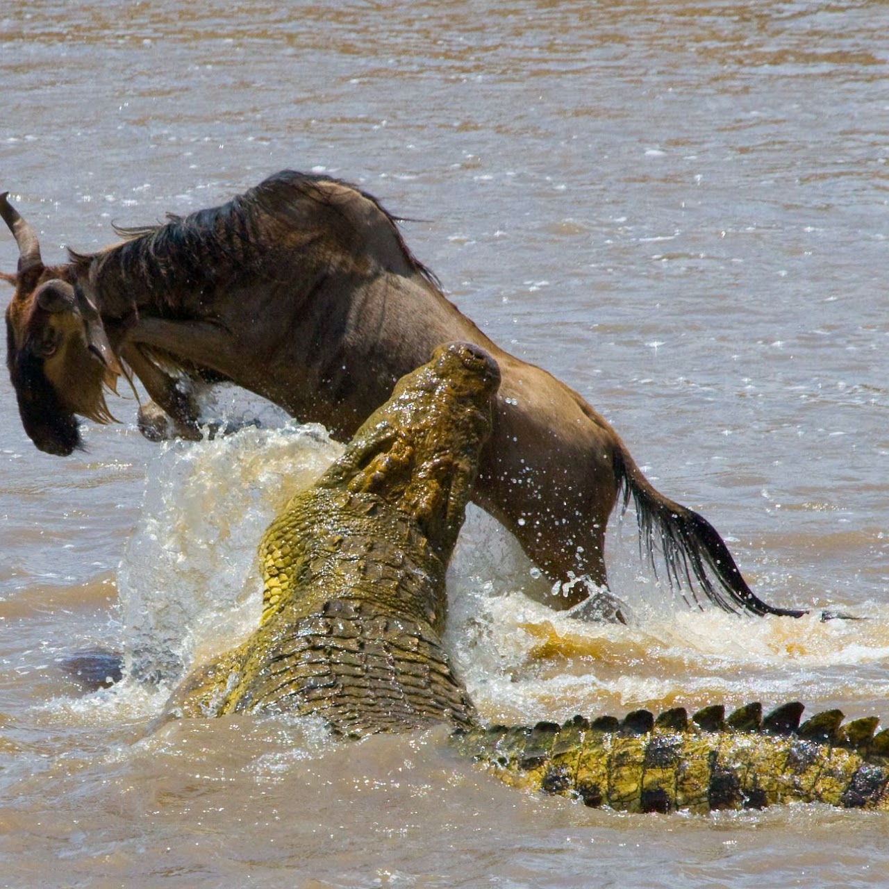 4 Days Budget Tanzania Safari, Psalmsadventure