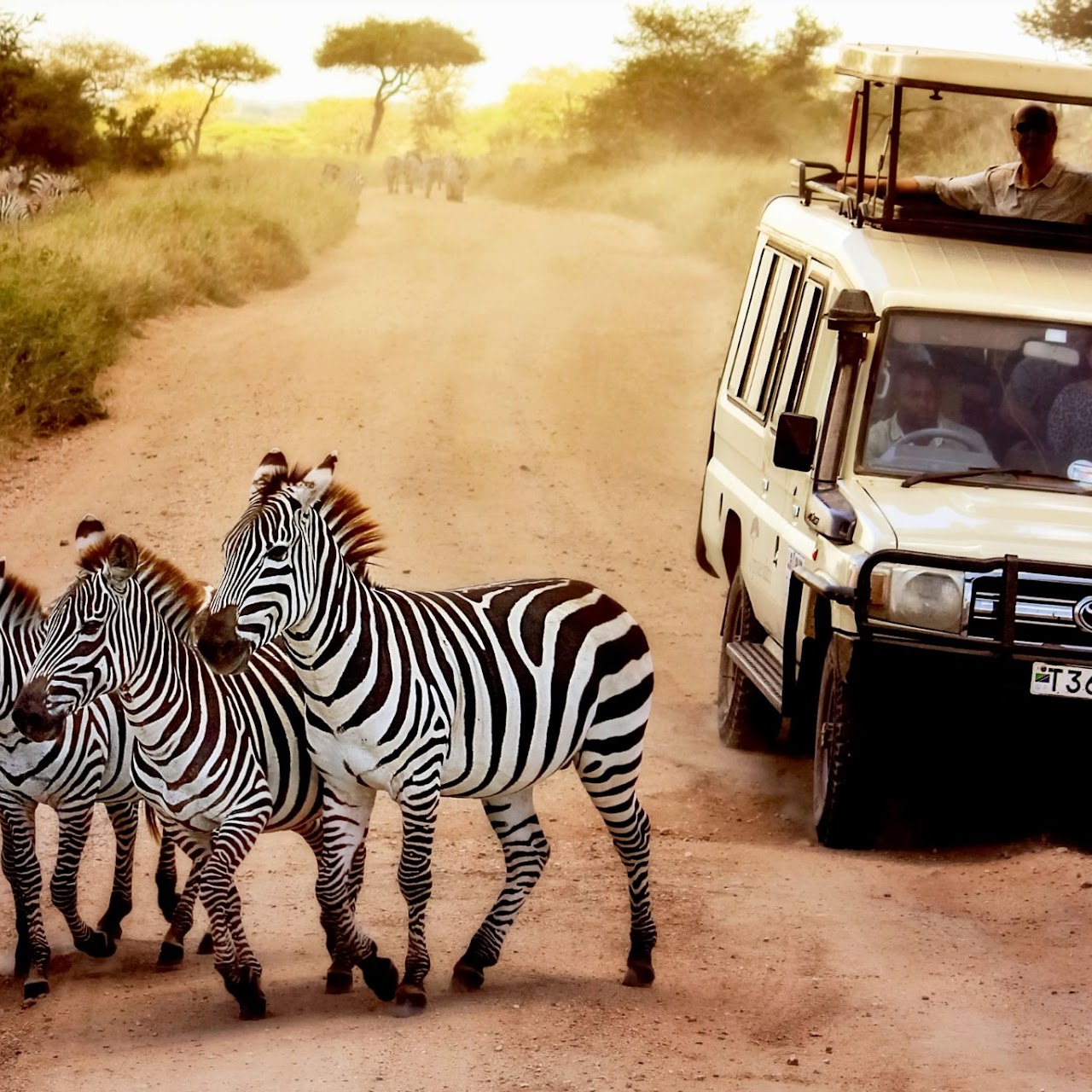 5 Days Budget Tanzania Safari, Psalmsadventure