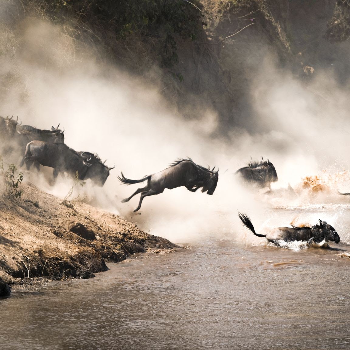 6 Days Budget Tanzania Safari, Psalmsadventure
