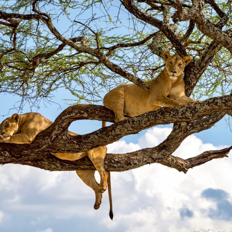 7 Days Budget Tanzania Safari, Psalmsadventure